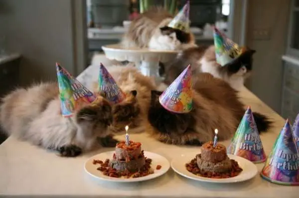 Cute Animals Eating Birthday Cake or Just Celebrating Their Birthdays