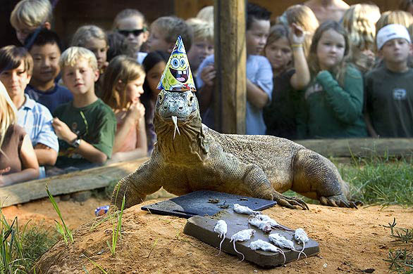 animal-birthday