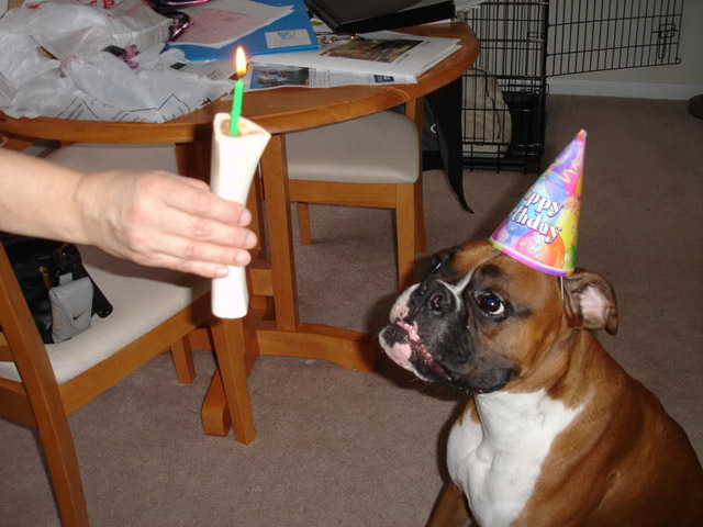 Cute Animals Eating Birthday Cake or Just Celebrating ...