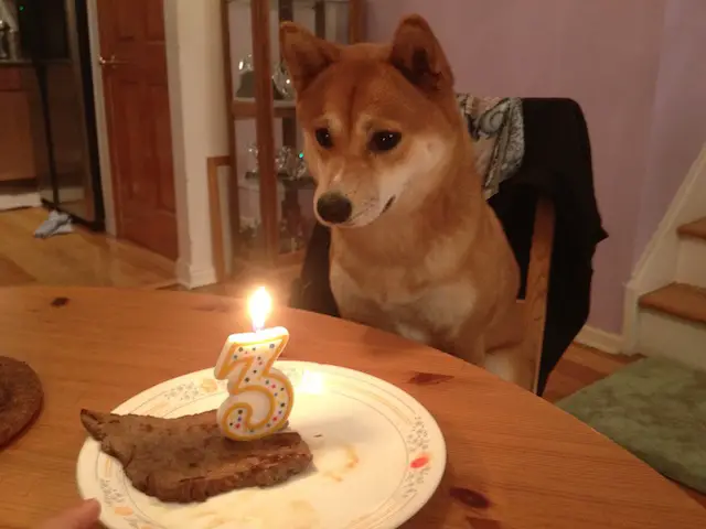 dog3-birthday_3