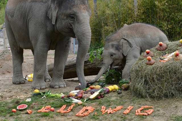 elephan-birthday