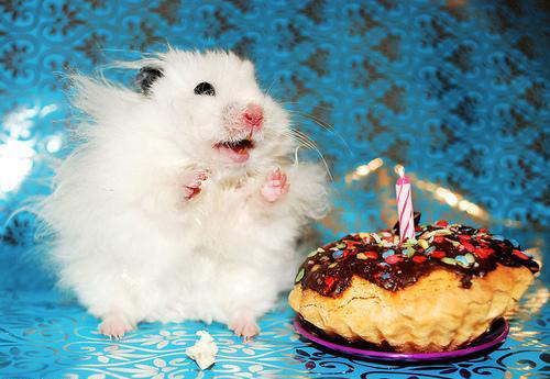 Cute Animals Eating Birthday Cake or Just Celebrating 